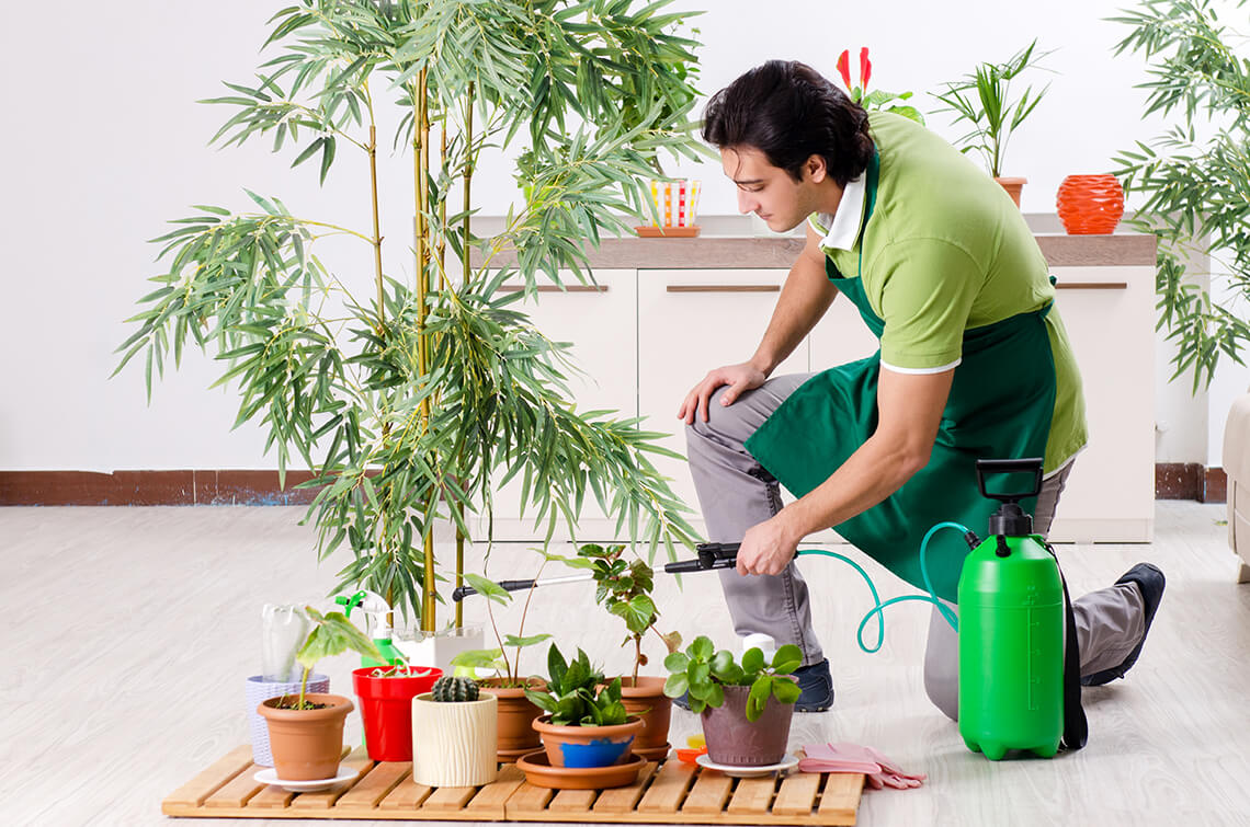 How to get rid of gnats in houseplants